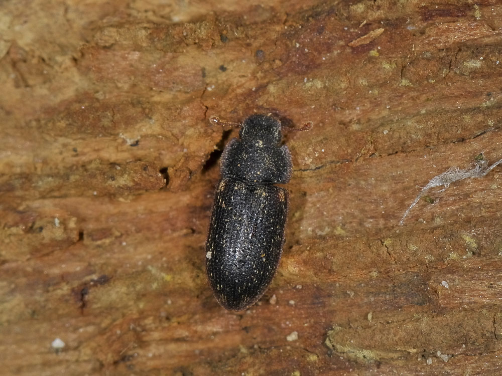 Colobicus hirtus (Zopheridae) - Avigliana (TO)